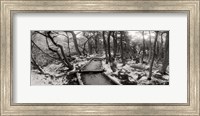 View of a trail through the trees of Tierra del Fuego National Park, Patagonia, Argentina Fine Art Print