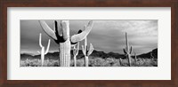 Arizona, Organ Pipe National Monument Fine Art Print