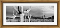 Arizona, Organ Pipe National Monument Fine Art Print