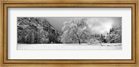 Snow covered oak tree in a valley, Yosemite National Park, California Fine Art Print