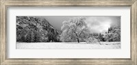 Snow covered oak tree in a valley, Yosemite National Park, California Fine Art Print