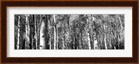 Forest, Grand Teton National Park, Teton County, Wyoming Fine Art Print