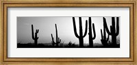 Silhouette of Saguaro cacti, Saguaro National Park, Tucson, Arizona Fine Art Print