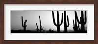Silhouette of Saguaro cacti, Saguaro National Park, Tucson, Arizona Fine Art Print