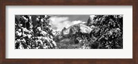 Snowy trees in winter, Yosemite Valley, Yosemite National Park, California Fine Art Print