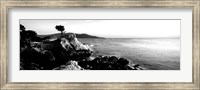 Lone Cypress Tree, 17-Mile Drive, Carmel, California Fine Art Print