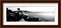 Lone Cypress Tree, 17-Mile Drive, Carmel, California Fine Art Print