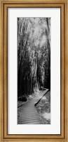 Trail in a bamboo forest, Hana Coast, Maui, Hawaii Fine Art Print
