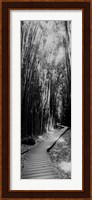 Trail in a bamboo forest, Hana Coast, Maui, Hawaii Fine Art Print