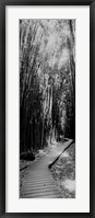 Trail in a bamboo forest, Hana Coast, Maui, Hawaii Fine Art Print