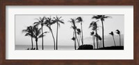 Silhouette of palm trees at dusk, Hawaii Fine Art Print