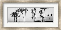 Silhouette of palm trees at dusk, Hawaii Fine Art Print