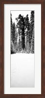 General Sherman trees in a snow covered landscape, Sequoia National Park, California Fine Art Print