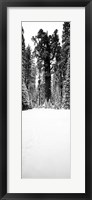 General Sherman trees in a snow covered landscape, Sequoia National Park, California Fine Art Print