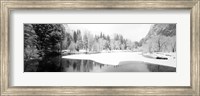 Snow covered trees in a forest, Yosemite National Park, California Fine Art Print
