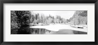 Snow covered trees in a forest, Yosemite National Park, California Fine Art Print