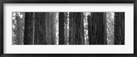Sequoia Grove Sequoia National Park California USA Fine Art Print