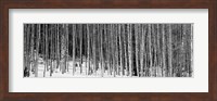 Aspen trees in a forest, Chama, New Mexico Fine Art Print