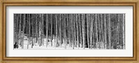 Aspen trees in a forest, Chama, New Mexico Fine Art Print