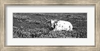Texas Longhorn Cow Sitting On A Field, Hill County, Texas Fine Art Print