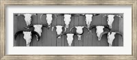 Cow skulls hanging on planks, Taos, New Mexico Fine Art Print