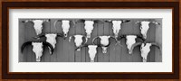 Cow skulls hanging on planks, Taos, New Mexico Fine Art Print