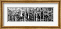 Aspen and Black Hawthorn trees in a forest, Grand Teton National Park, Wyoming BW Fine Art Print