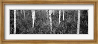 Aspen trees in a forest, Shadow Mountain, Grand Teton National Park, Wyoming Fine Art Print
