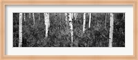 Aspen trees in a forest, Shadow Mountain, Grand Teton National Park, Wyoming Fine Art Print