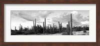Cardon cactus plants in a forest, Loreto, Baja California Sur, Mexico Fine Art Print