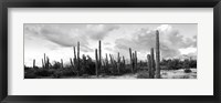 Cardon cactus plants in a forest, Loreto, Baja California Sur, Mexico Fine Art Print