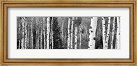 Aspen and Conifers trees, Granite Canyon, Grand Teton National Park, Wyoming Fine Art Print