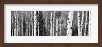 Aspen and Conifers trees, Granite Canyon, Grand Teton National Park, Wyoming Fine Art Print