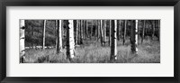 Aspen trees growing in a forest, Grand Teton National Park, Wyoming Fine Art Print