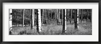 Aspen trees growing in a forest, Grand Teton National Park, Wyoming Fine Art Print