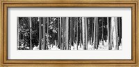 Lodgepole Pines and Snow Grand Teton National Park WY BW Fine Art Print