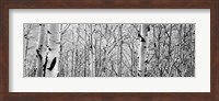 Aspen trees in a forest BW Fine Art Print
