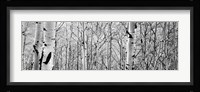 Aspen trees in a forest BW Fine Art Print