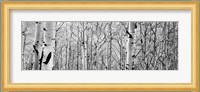 Aspen trees in a forest BW Fine Art Print