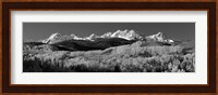 Colorado, Rocky Mountains, aspens, autumn Fine Art Print