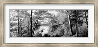 Trees at the lakeside, Great Sacandaga Lake, Adirondack Mountains, NY Fine Art Print