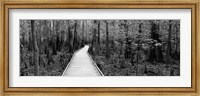 Boardwalk passing through a forest, Congaree National Park, South Carolina Fine Art Print