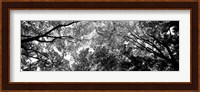 Low angle view of trees BW Fine Art Print