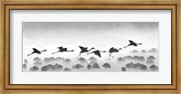 Flamingos landing, Kenya BW Fine Art Print