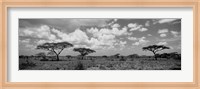 Acacia trees on a landscape, Lake Ndutu, Tanzania Fine Art Print