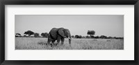Elephant Tarangire Tanzania Africa Fine Art Print