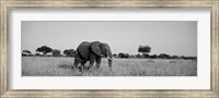 Elephant Tarangire Tanzania Africa Fine Art Print
