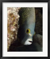 French angelfish, West Palm Beach, Florida Fine Art Print