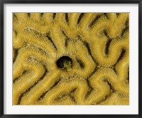 Small blenny in brain coral, Curacao Fine Art Print