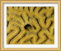 Small blenny in brain coral, Curacao Fine Art Print